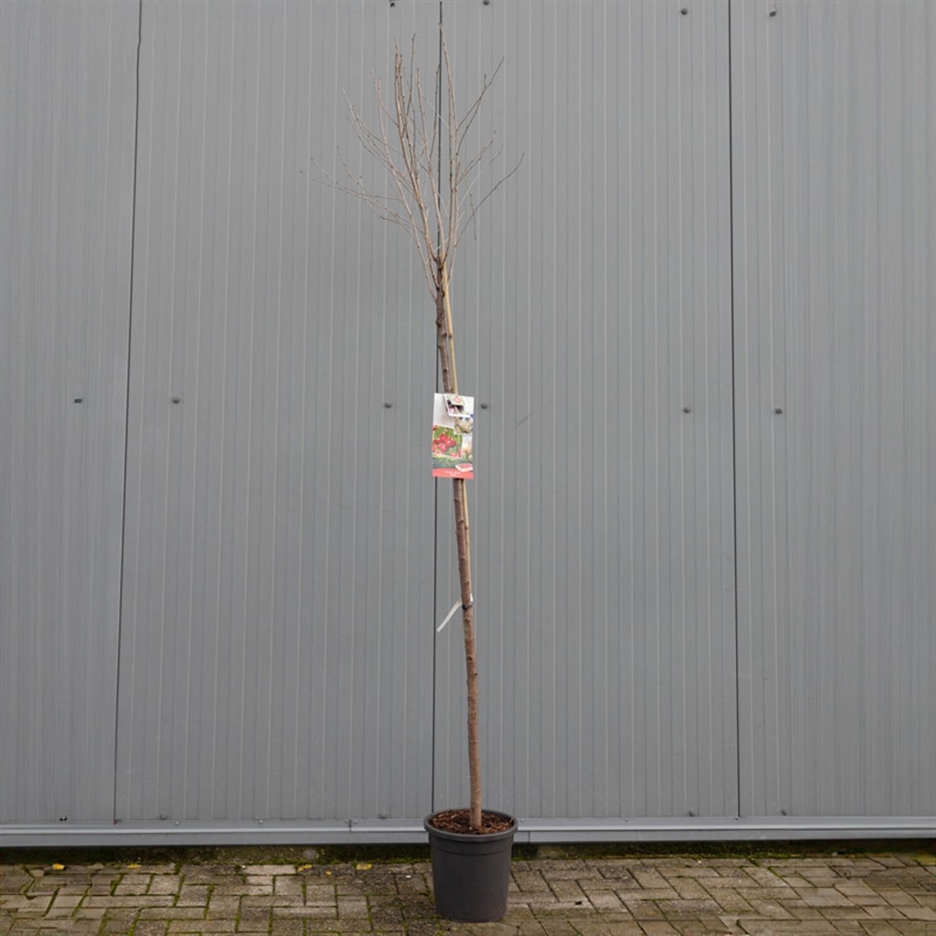 Prunus c. 'Morello' - C15 250-300 CM Hoogstam